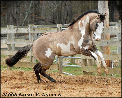 Quelles robes pour ces 2 chevaux Tumblr_mdp9gsQtrU1qbz0wvo1_500