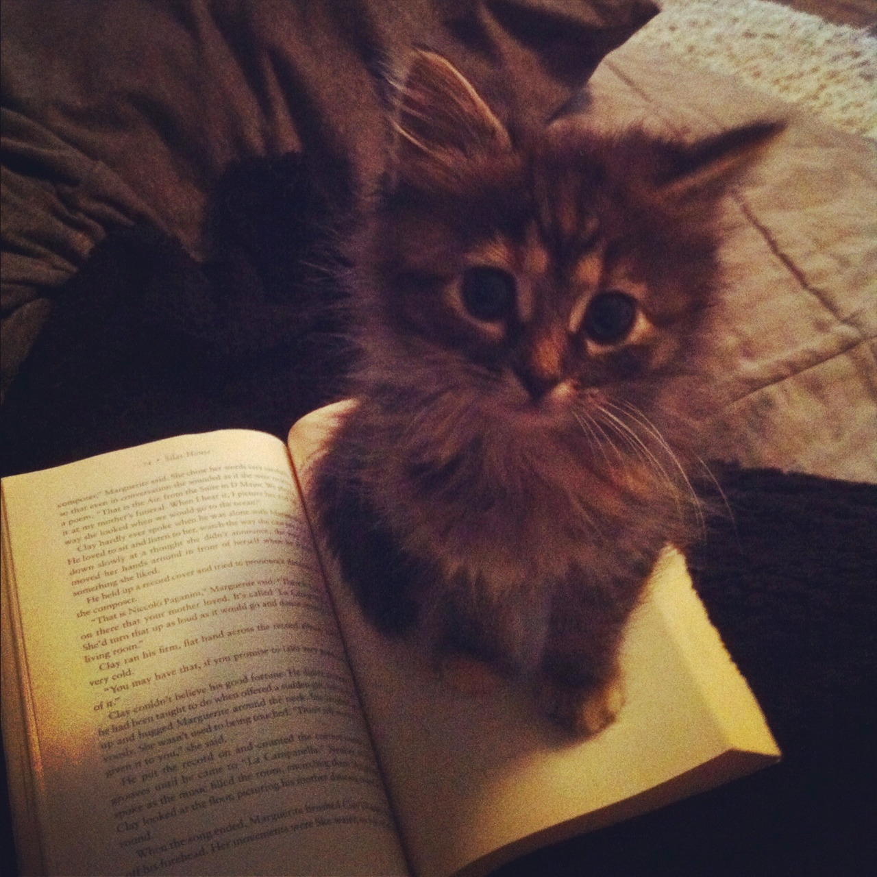 [Neko Cafe] Những con mèo bên những quyển sách Tumblr_meh1o6w98c1r6f6g2o1_1280