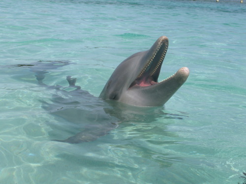 PLANETA  AGUA ..... - Página 27 Tumblr_mekxyvBrGm1r2a7ibo1_500