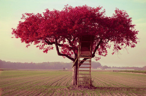 Самотното дърво. Tumblr_lygsf1mLXs1qejpi5o1_500