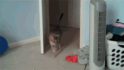 [PIC] Ảnh động hài về mèo~ Tumblr_m1f1846OwE1r1lkdko1_250