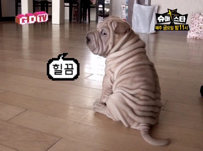 [29.07.10][Pic] Gaho tại trung tâm huấn luyện chó Hanam  Tumblr_kp22xhL5UA1qzowy5o1_400