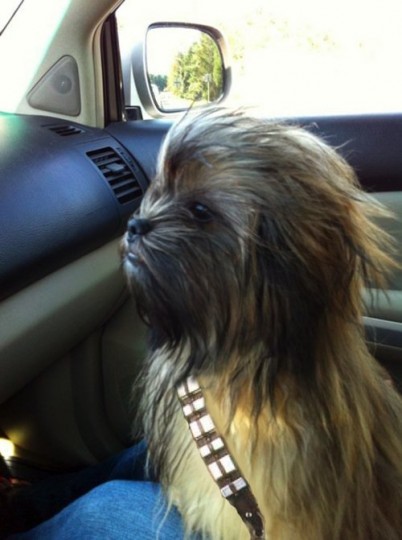 chewbacca est vivant!!! ^^ Tumblr_lkbwzjbFdH1qb752so1_500