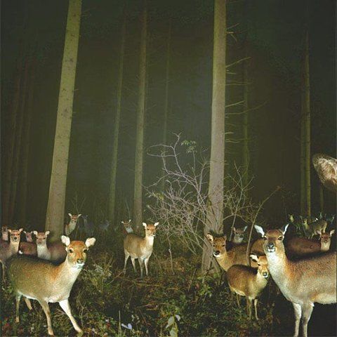 STRANGELY ODD SOMETHING CAPTURED ON DEER CAM Tumblr_m35vzojsWz1r3is9so1_500