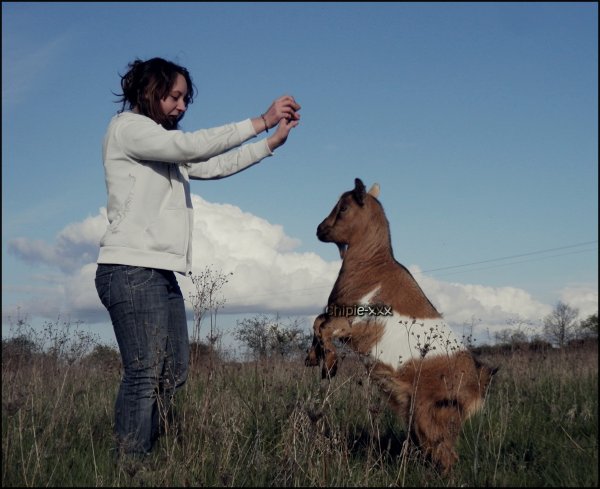 Les chèvres / les chiens ? Quelles différences ? 3083696857_1_7_t97fCE9J