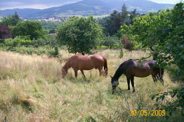 Le vieux cheval, pas une maladie mais.... - Page 5 2480586381_small_1