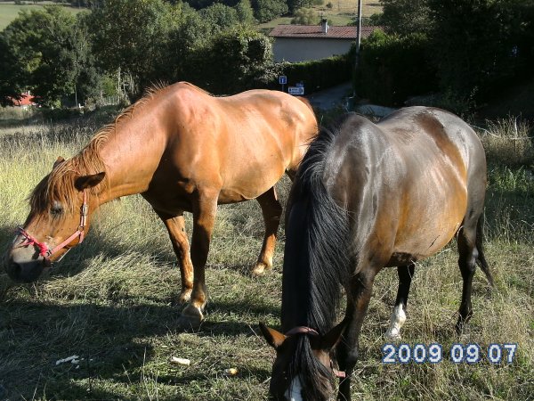 Le vieux cheval, pas une maladie mais.... - Page 5 2618111284_small_1