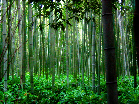 Pandziartownia - Page 3 Bamboo-forest-01