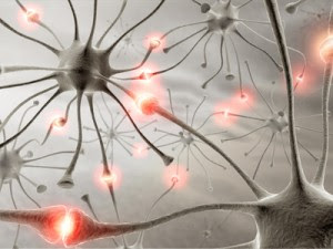 شريحة إلكترونية ثورية تحاكى مخ الإنسان  Brain-synapse1-300x225