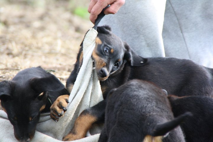 Beaucerons lignée de travail en Savoie : Bastet x Radamès 215231_220239291325058_118224571526531_1013889_1897824_n