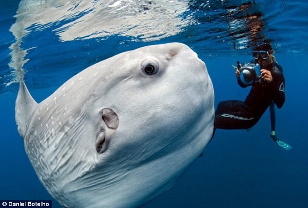 مصور يستطيع ان ياخذ صورة لسمكة غريبة في المحيط " سمكة مولا مولا " Article-2182422-14564007000005DC-596_634x428
