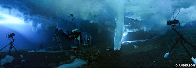 Extraño dedo de hielo submarino de la muerte filmado en la Antártida  _56860983_hughmillertimelapsebrinacle-4%255B1%255D