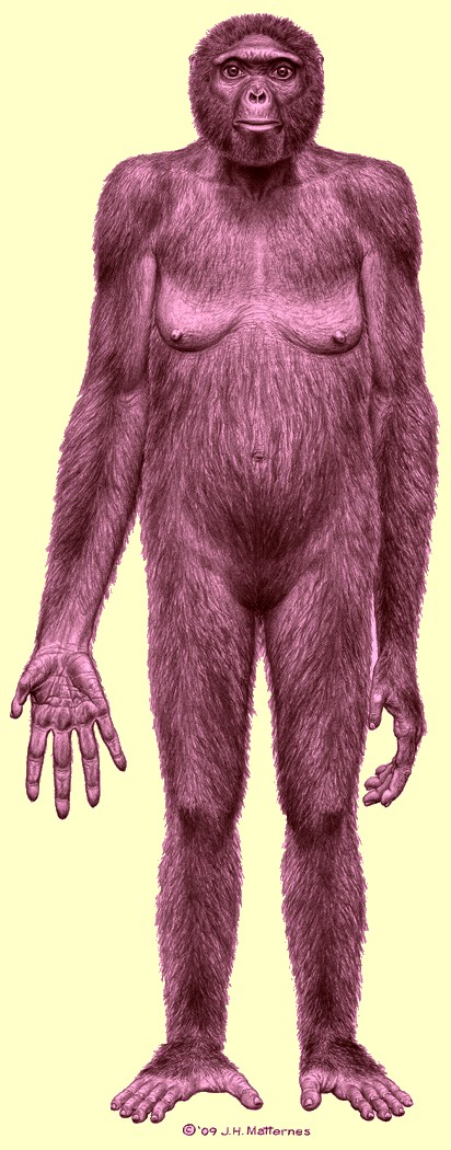 Ardi quem diria, trombeteada como 'elo perdido' da evoluo humana, agora 'reles macaca' 1-1%2B-%2Bardi%2B-%2BArdipithecus%2BRamidus-capa