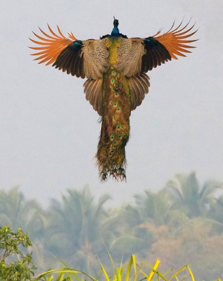 صورة نادرة لطاووس يحاول الطيران    92%2B%288%29