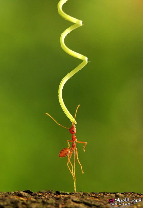 صــور - مجموعة من النمل تتعاون للوصول إلى النبات =) 4