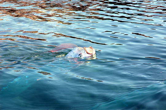 Oarfish, Ikan Terpanjang Di Dunia Yang Masih Hidup Oarfish_03