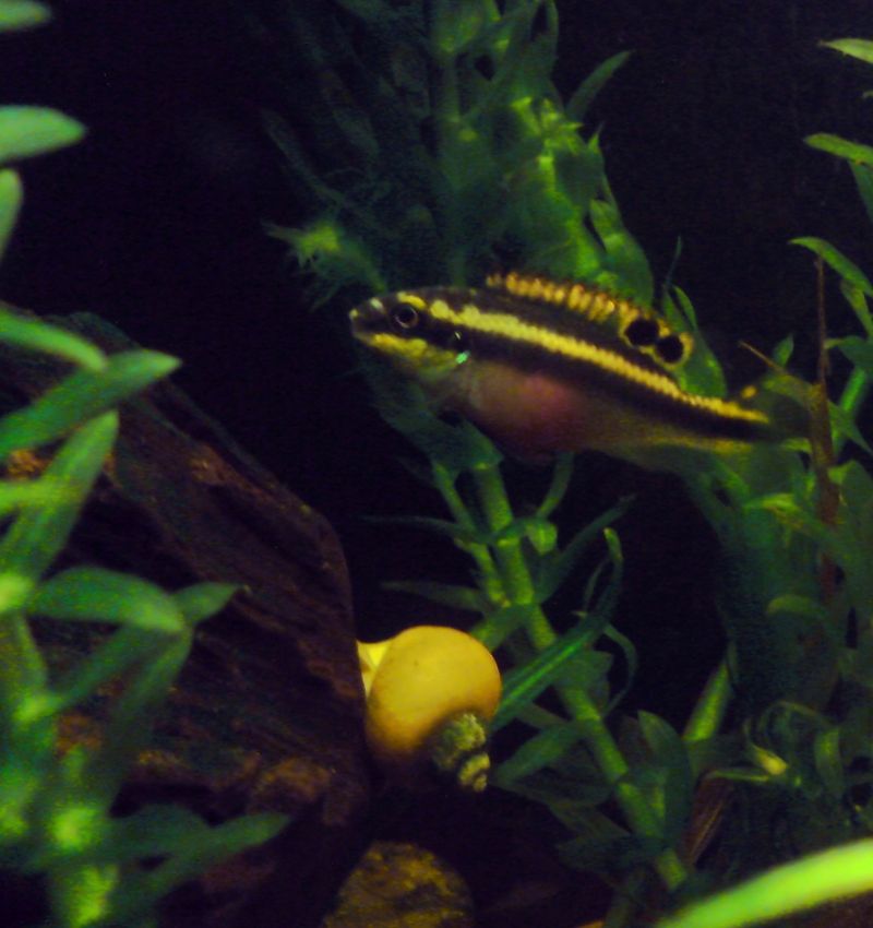 PELVICACHROMIS PULCHER PELVICACHROMIS-LPD-1