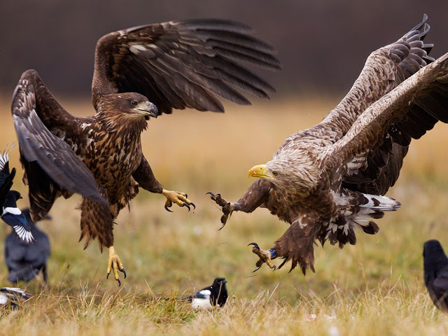  أفضل صور ناشيونال جيوغرافيك  Eagles-poland_63704_990x742