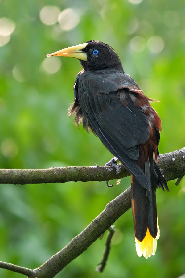  شاهد الطيور ونقول سبحان الله 8-cross-beaked-bird-by-thrumyeye