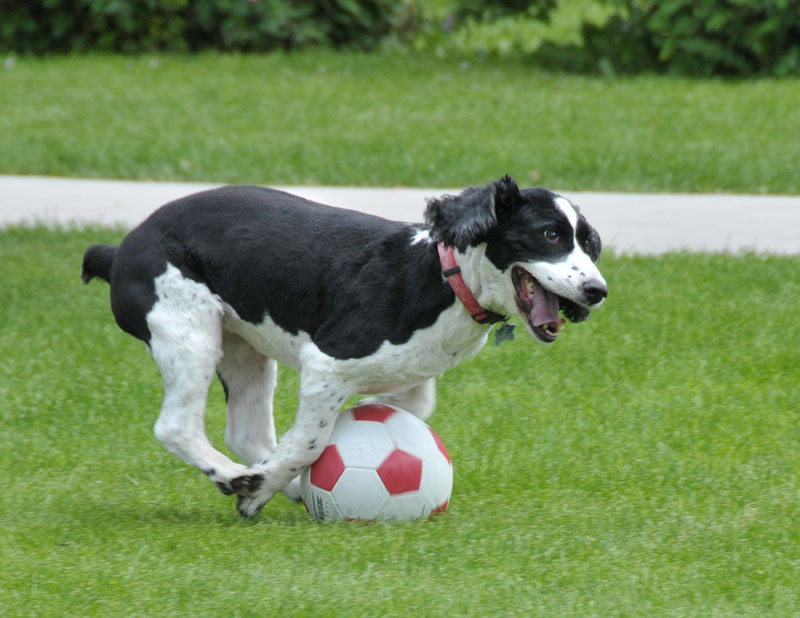 03 QT Change Dog-Playing-Soccer-05