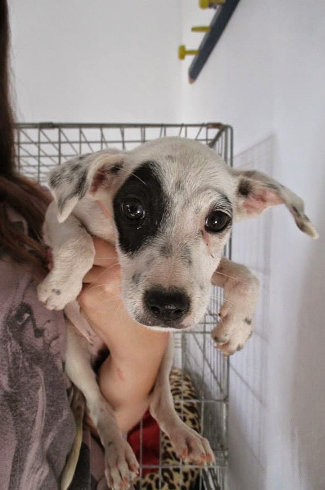 ADOPTADA!! PEKA. Cachorra de tamaño pequeño ( Refugio San Jorge de Cáceres ) 10406359_647415338705525_4651061705114617907_n