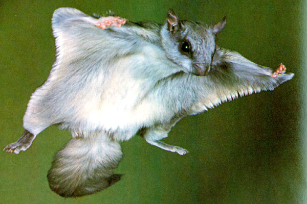 السنجاب الطائر روووووووعة NORTHERN-FLYING-SQUIRREL-3