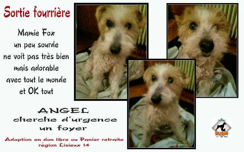 adoption ou panier retraite pour ANGEL -  mamie fox un peu sourde et ne voit pas très bien - Asso Enfin le Bonheur (14) ANGEL