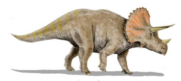 Cuerno de triceratops de 33.5oo años demuestra que caminaron sobre la tierra junto con los humanos Clasica-reconstrucion-de-Triceratops