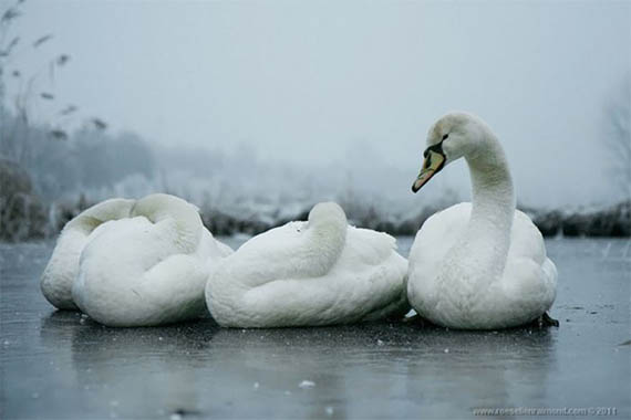 اجمل صور الطيور روعه Bird_photography_31