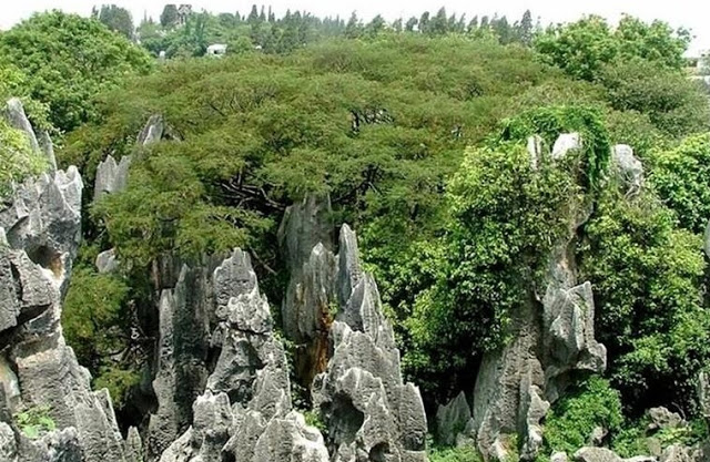 அற்புதமான மலைகள் பச்சை நிறத்தில் Stone_Forest_Nature_Photography_29