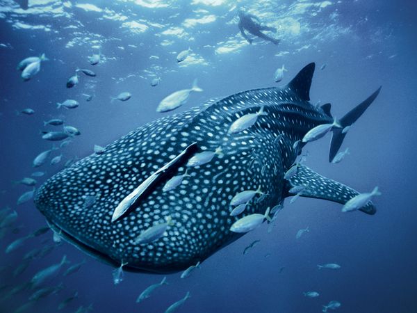 آوسع فم في العآلم  Blue-whaleshark-skerry_1342_600x450