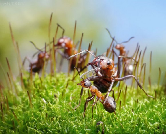  صورمذهلة من عالم النمل... Fascinating_life_of_ants_640_10-580x469