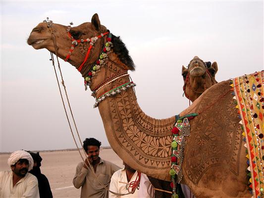 شاهد أحد أغرب المهرجانات الهندية Bikaner-camel-festival5