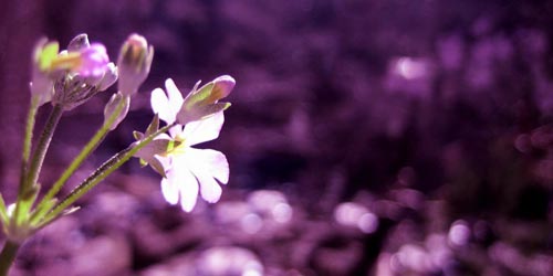 Coração de Luto Imagens-flores2