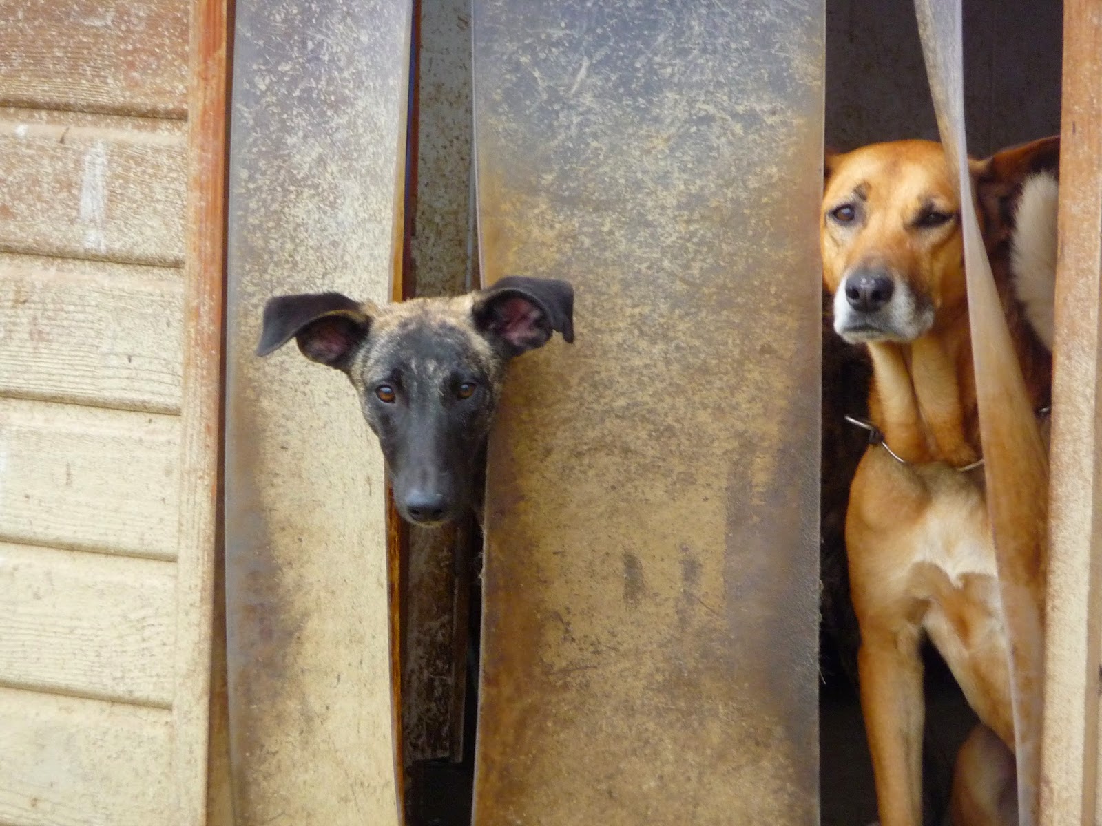 par hasard afin de  voir une éventuelle fa  -  à la place urgence pour 30 chiens Un sauvetage de toute urgence en France -  Crel - Galgos France ou Le Relais des Vip -  P1130834