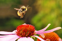 Artigos Cientficos 011_BumblebeeFlight