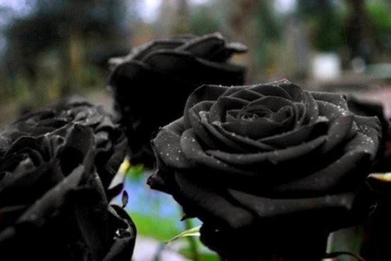 الزهرة السوداء زهرة رائعة ونادرة في تركيا .. Halfeti-black-roses4-550x367