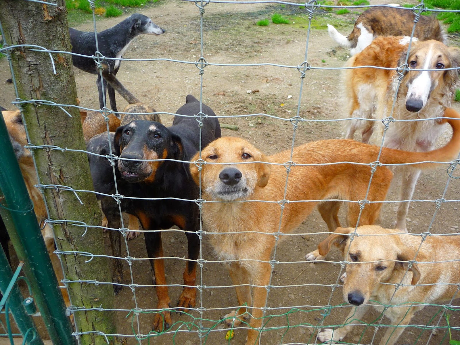 par hasard afin de  voir une éventuelle fa  -  à la place urgence pour 30 chiens Un sauvetage de toute urgence en France -  Crel - Galgos France ou Le Relais des Vip -  1