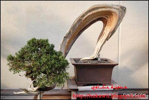           Japanese_bonsai_trees_08