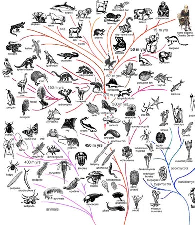 Rënia e Teorisë së Evolucionit Evolution1