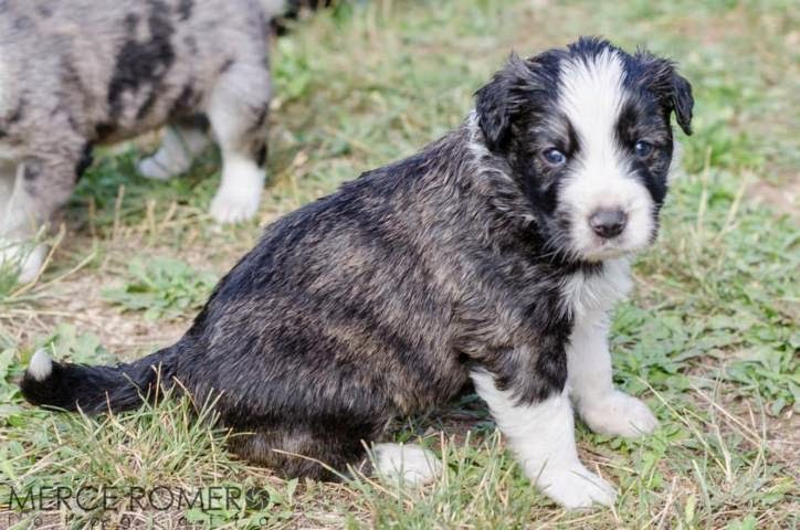 7 cachorros cruce de border collie en Girona (PE) 10645098_886301008061629_7050618264903535571_n%2B(FILEminimizer)