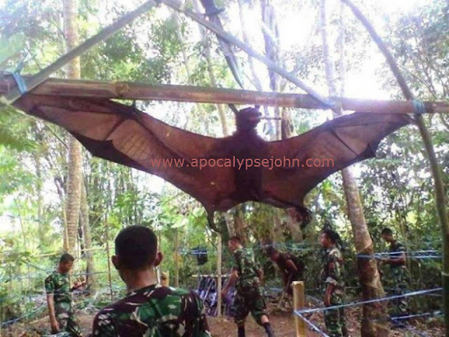 O στρατός στο Περού συνέλαβε τεράστια νυχτερίδα! Human-sized-creature-Bat