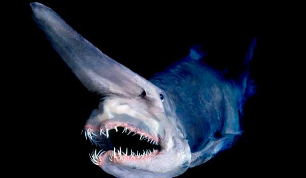 صور من عالم البحار..............رائعة جدا Unusual_and_terrifying_animals_from_the_deepest_ocean_depths_640_05