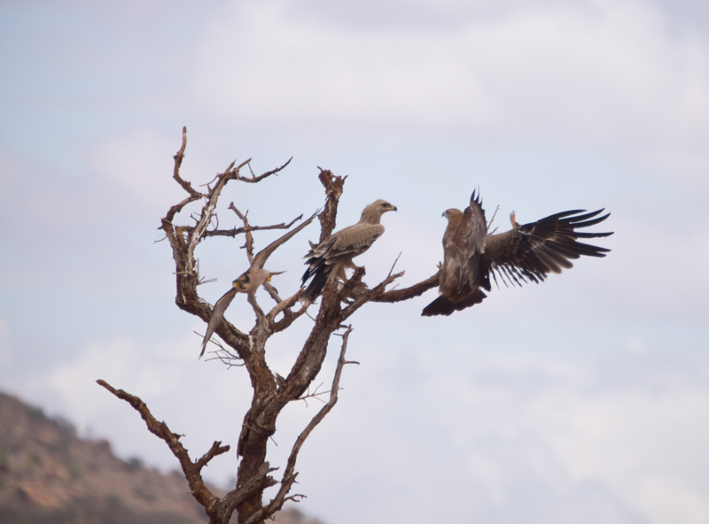 Falconiformes. sub Falconidae - sub fam Falconinae - gênero Falco - Página 2 Kak-a55-009637