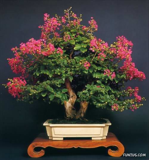           Japanese_bonsai_trees_42