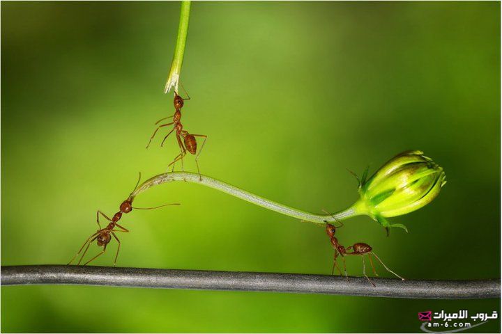صــور - مجموعة من النمل تتعاون للوصول إلى النبات =) 3