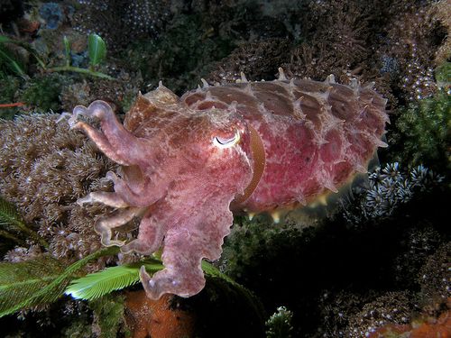  صور جميلة وغريبة للاسماك 799px-Sepia_latimanus_Reef_cuttlefish_dark_coloration-1