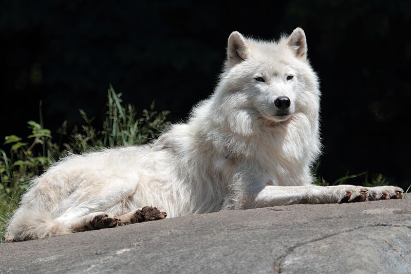 Lobo Artico Lobo-%C3%A1rtico