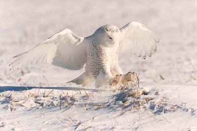 البومة الثلجية Snowy-owl-hunting