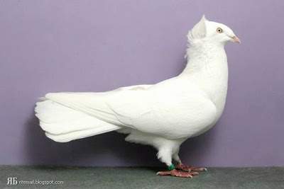விசித்திர புறாக்கள் : Groomed Pigeons  18